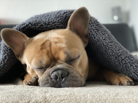 French bulldog asleep under a blanket on the floor.