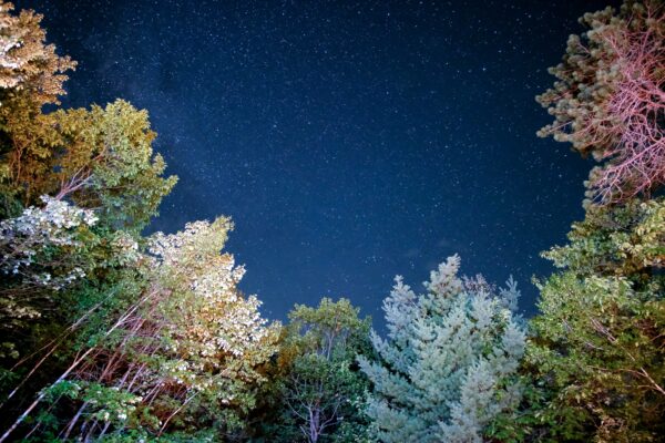 trees surrounding a starry night sky