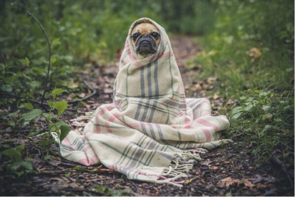 dog wrapped up in a blanket