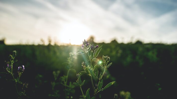 flowers in a field at sunrise