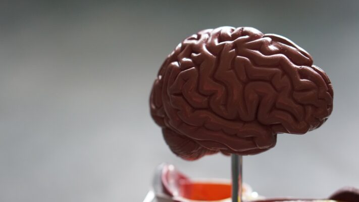 small scientific model of a brain